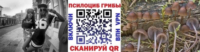 Галлюциногенные грибы Psilocybe  Брянск 